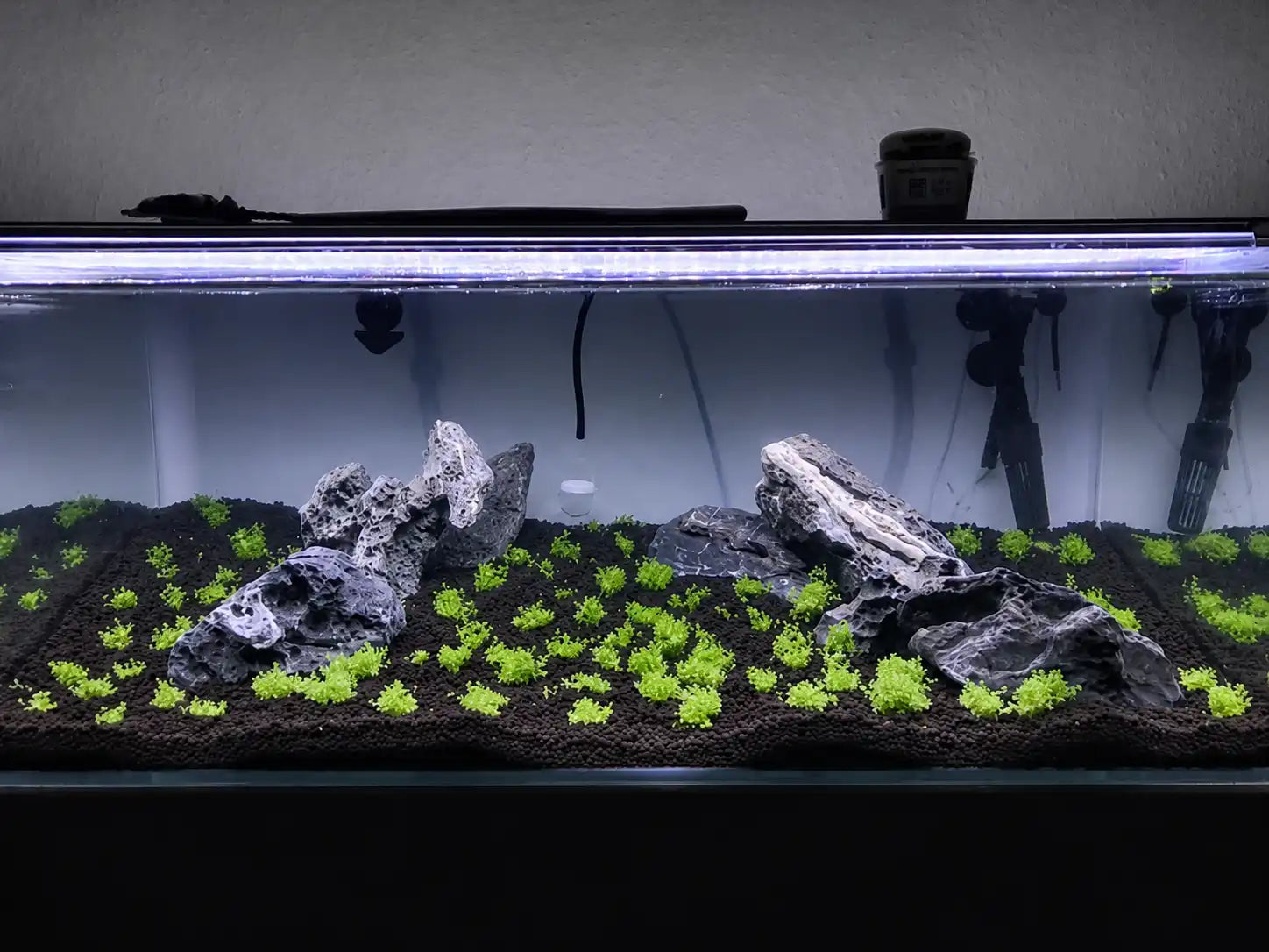 Bodendecker in einem 90 Liter Aquarium