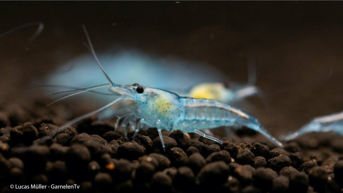 Blue Jelly Garnele im Aquarium