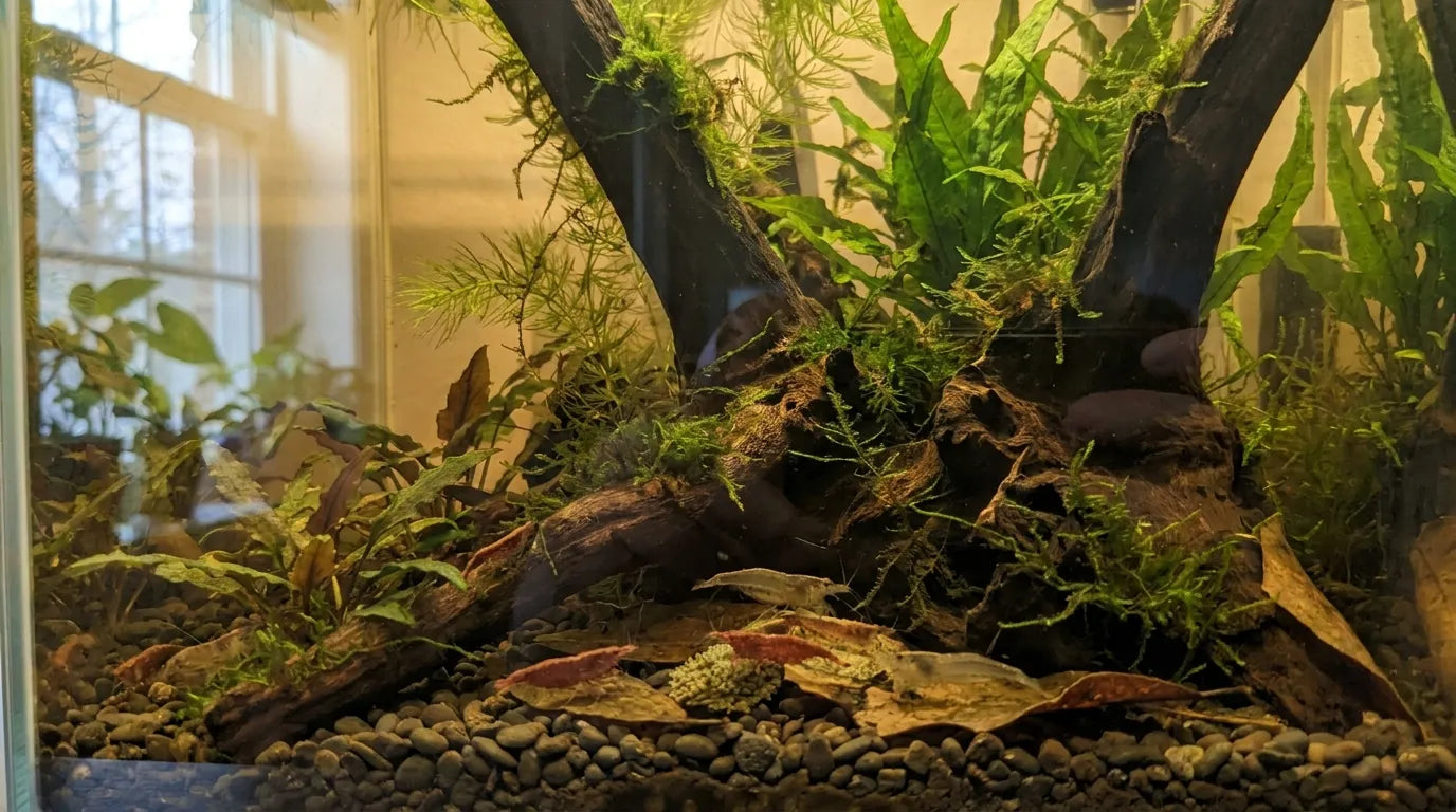Huminstoffe im Aquarium sorgen für ein natürliches gesundes Aquarium und sollten auf keinem Fall in einem Aquarium fehlen.