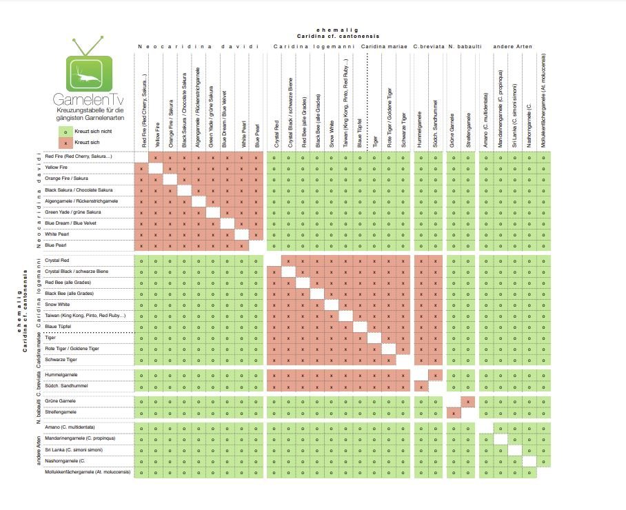 Kreuzung von Garnelen - GarnelenTv-Shop