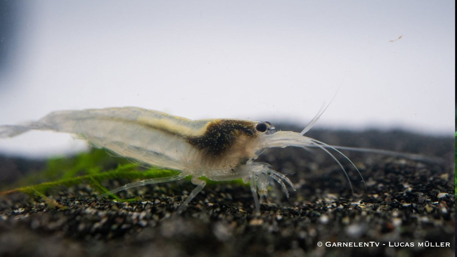 Weiße Amanogarnele im Aquarium auf dem Bodengrund