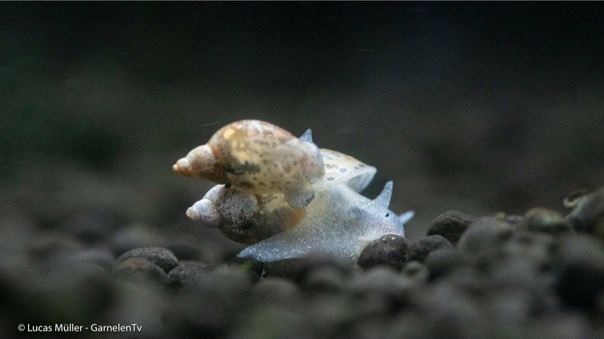 Warum jede Garnele eine Schnecke braucht: Die 5 besten Arten für dein Aquarium