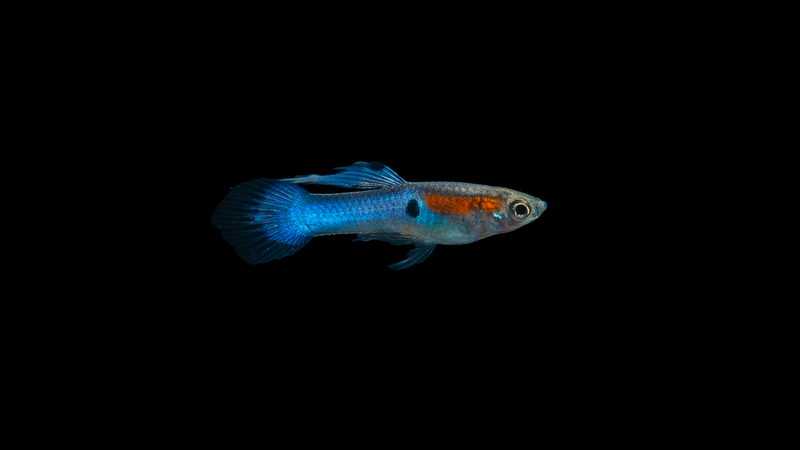 Endler Guppy