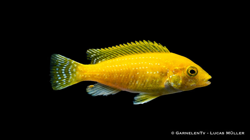 Afrikanische Barsche