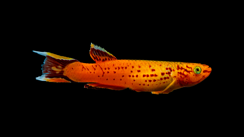 Zierfische