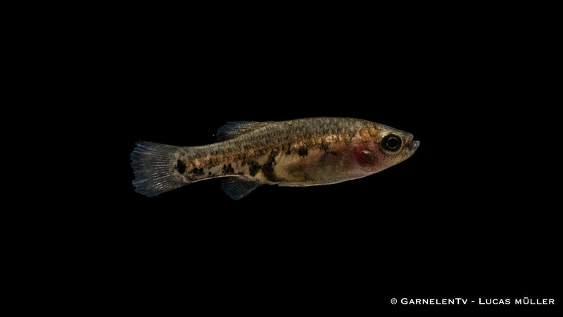 Sonstige Lebendgebärende