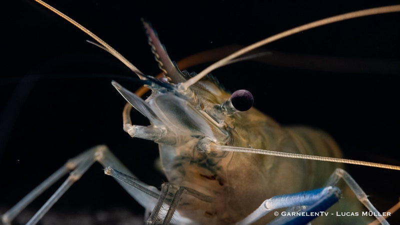 Großarmgarnelen