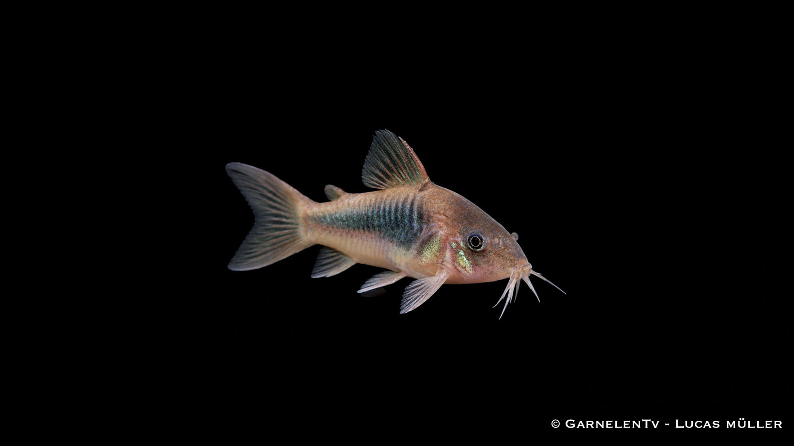 Metallpanzerwels - Osteogaster (Corydoras) aeneus (DNZ)