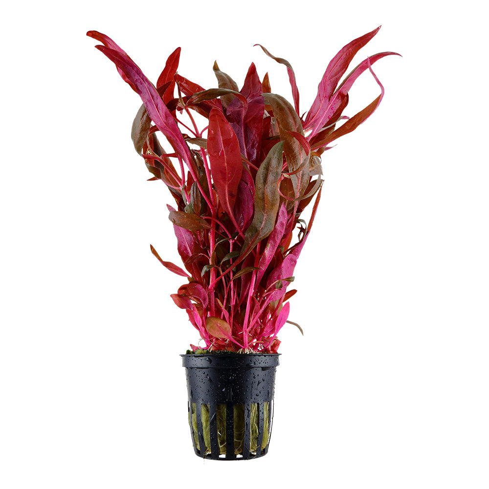 Alternanthera reineckii 'Pink' - Tropica