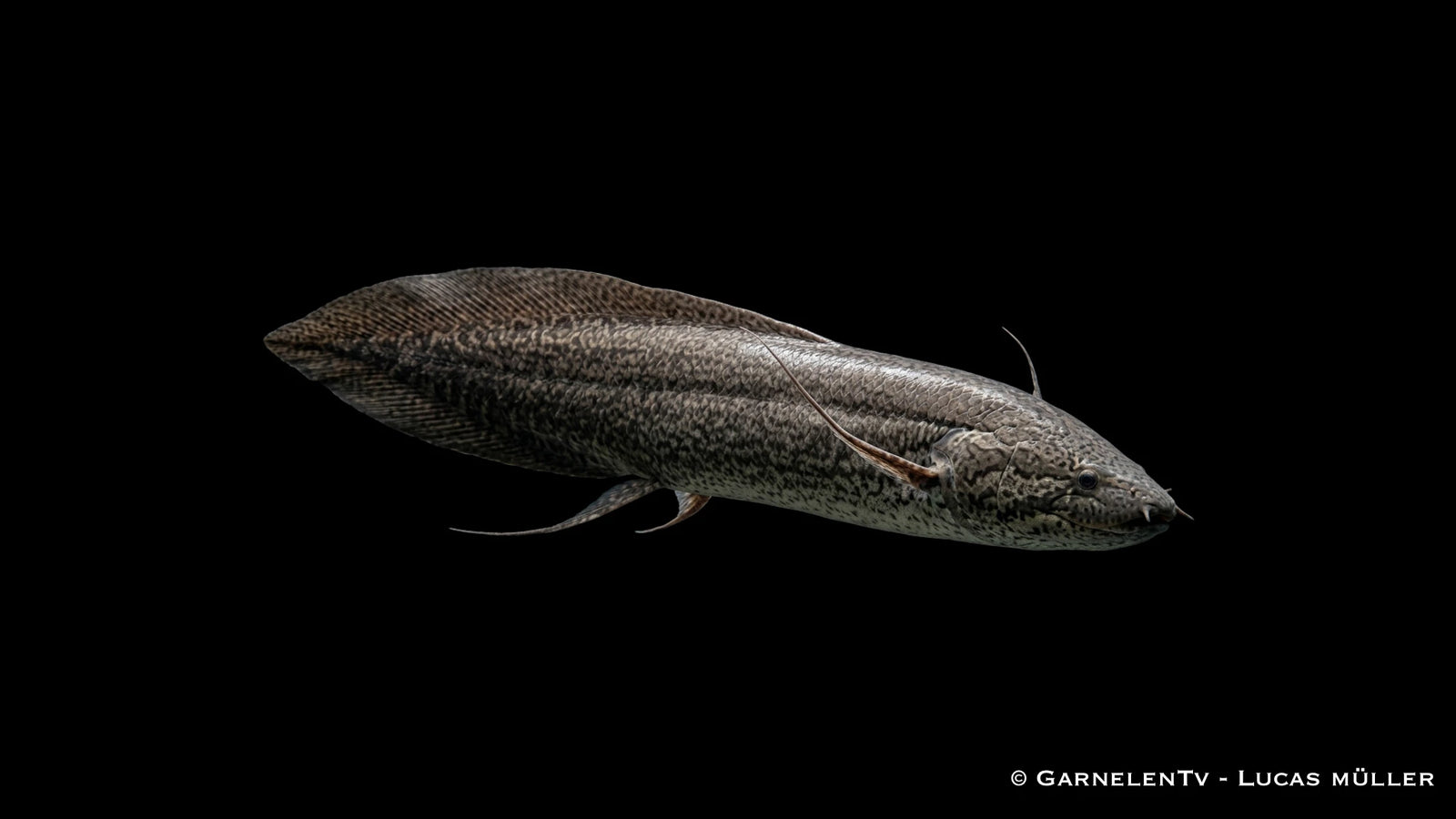 Afrikanischer Lungenfisch - Protopterus annectens