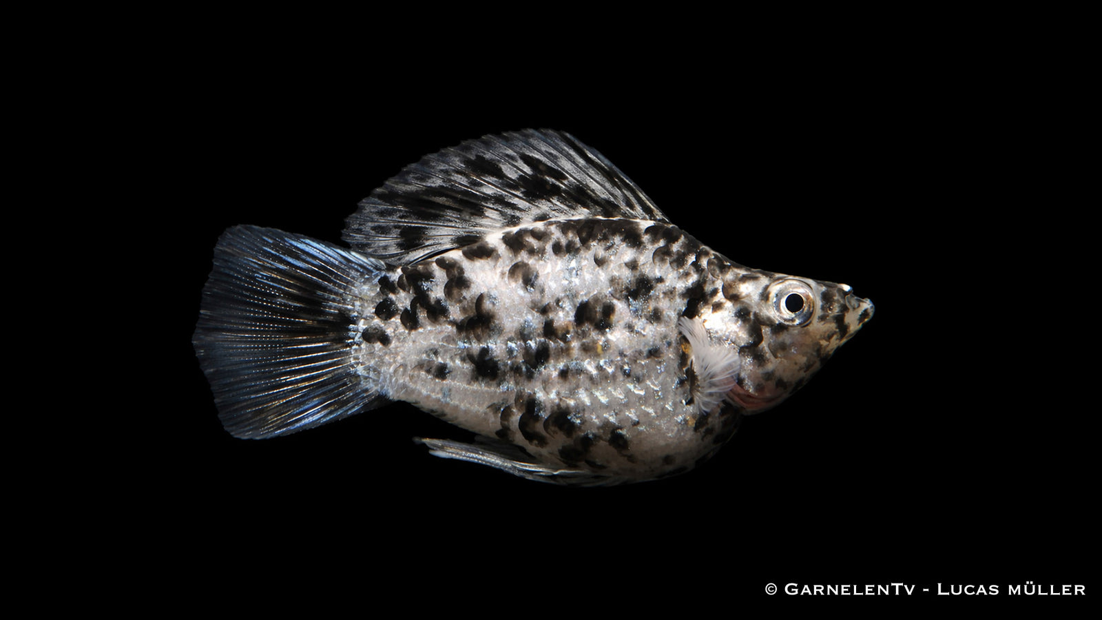 Ballonmolly "mix" - Poecilia latipinna dalmatiner