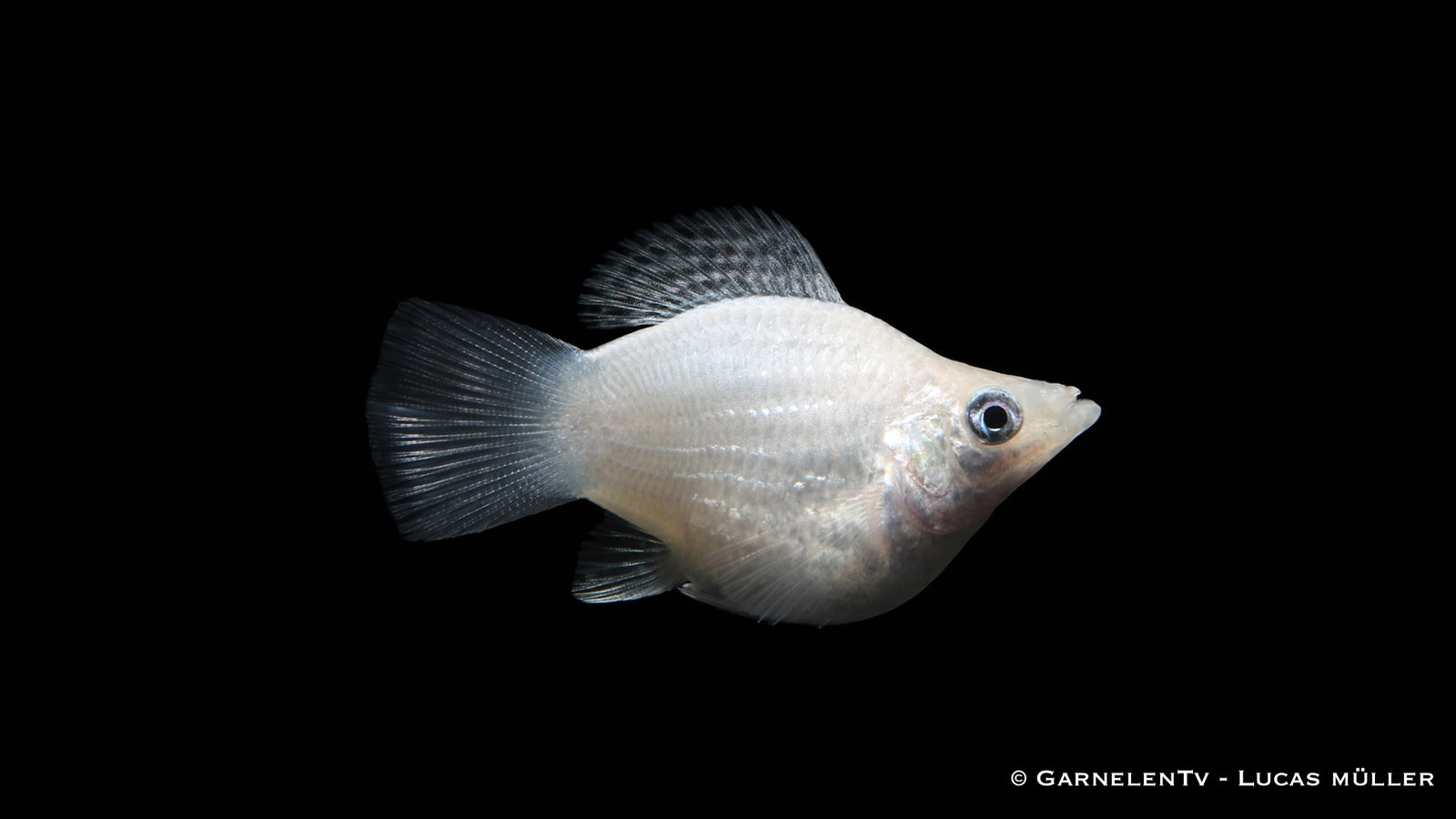 Ballonmolly "mix" - Poecilia latipinna dalmatiner