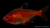 Blutsalmler "Extra Rot" - Hyphessobrycon callistus (DNZ)