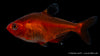 Blutsalmler "Extra Rot" - Hyphessobrycon callistus (DNZ)