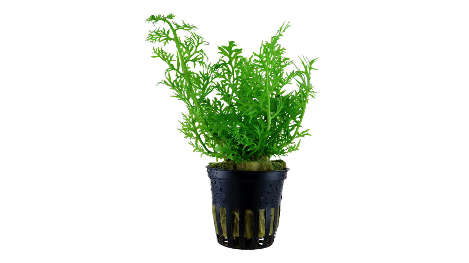Ceratopteris thalictroides - Tropica