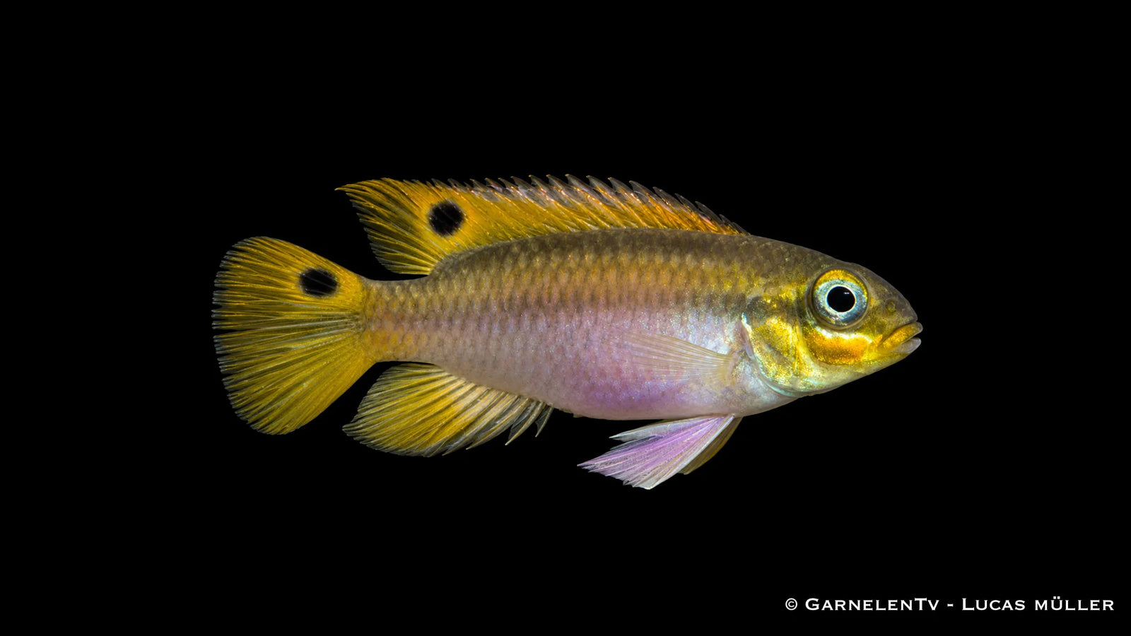 Dehane-Prachtbarsch - Pelvicachromis taeniatus dehane im Aquarium