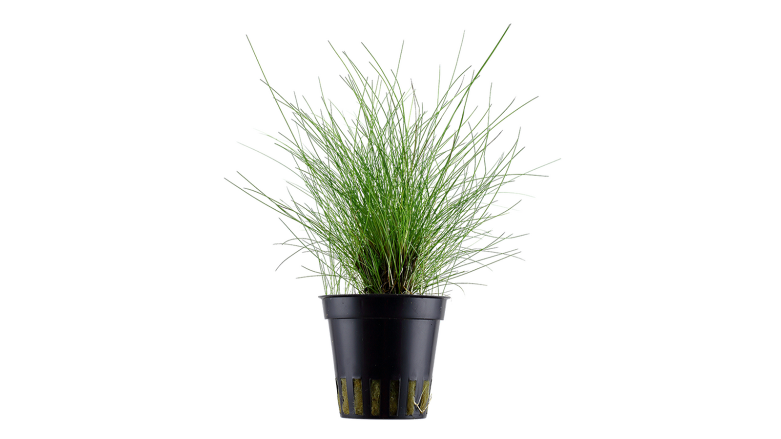 Eleocharis parvula - Tropica