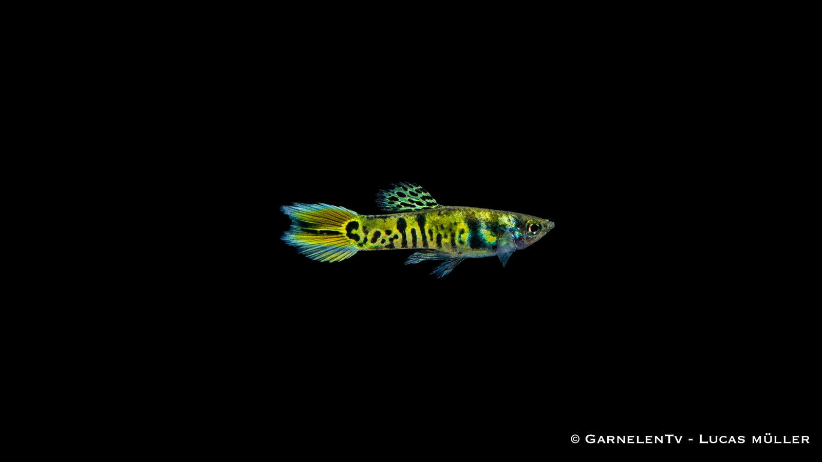 Endlers Guppy männlich "green tiger" - Poecilia wingei