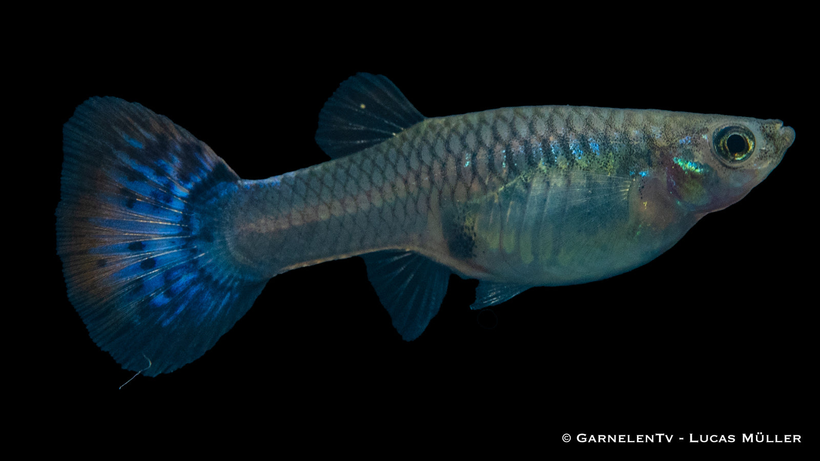 Weiblicher Guppy Mix – Poecilia reticulata im Aquarium