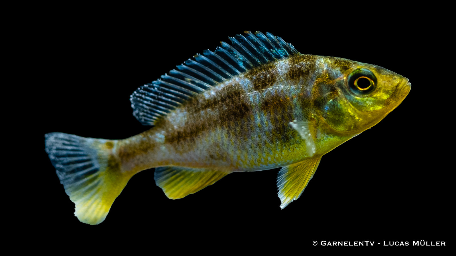 Giraffenbarsch Nimbochromis venustus im Aquarium