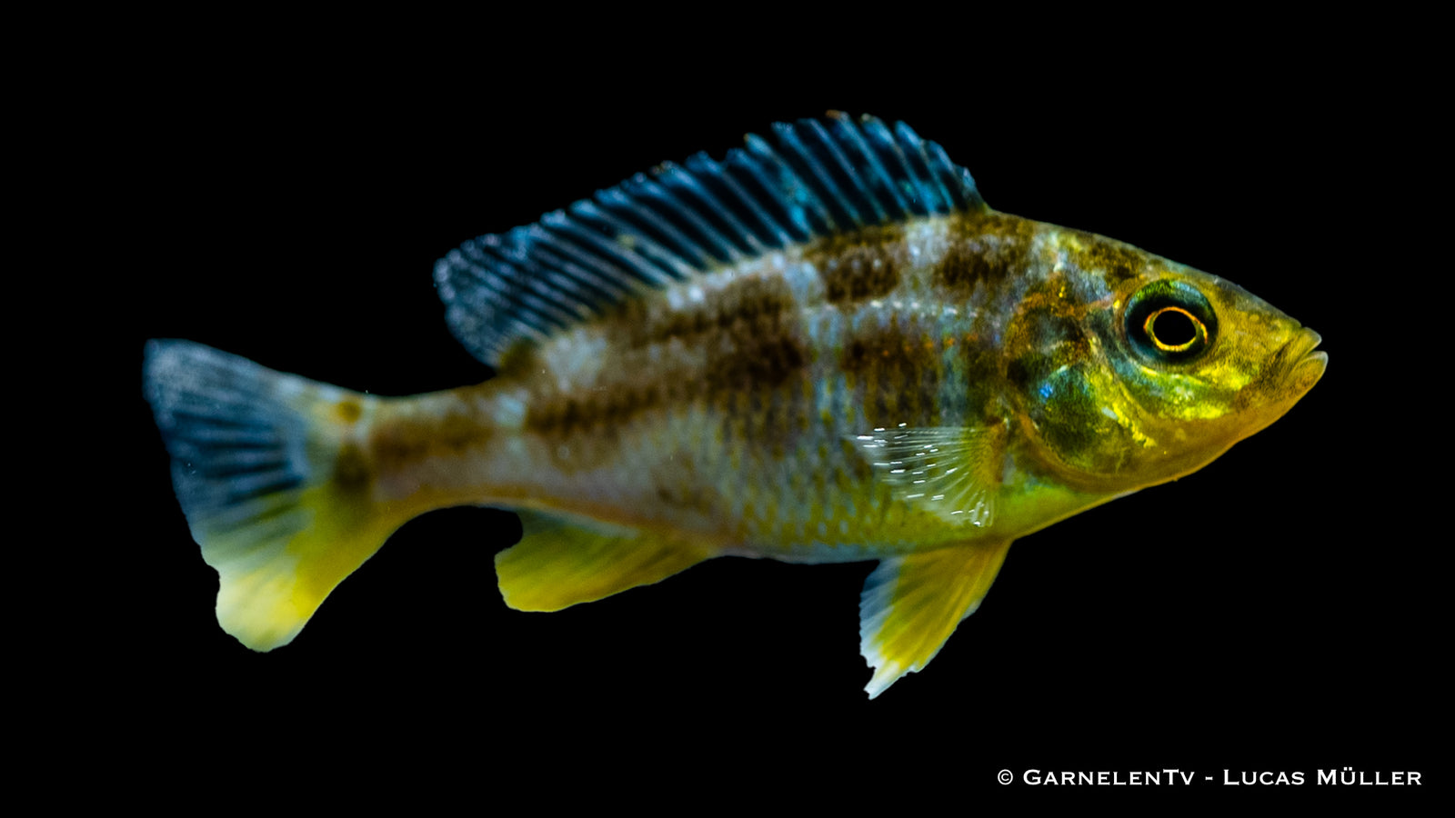Giraffenbarsch Nimbochromis venustus im Aquarium