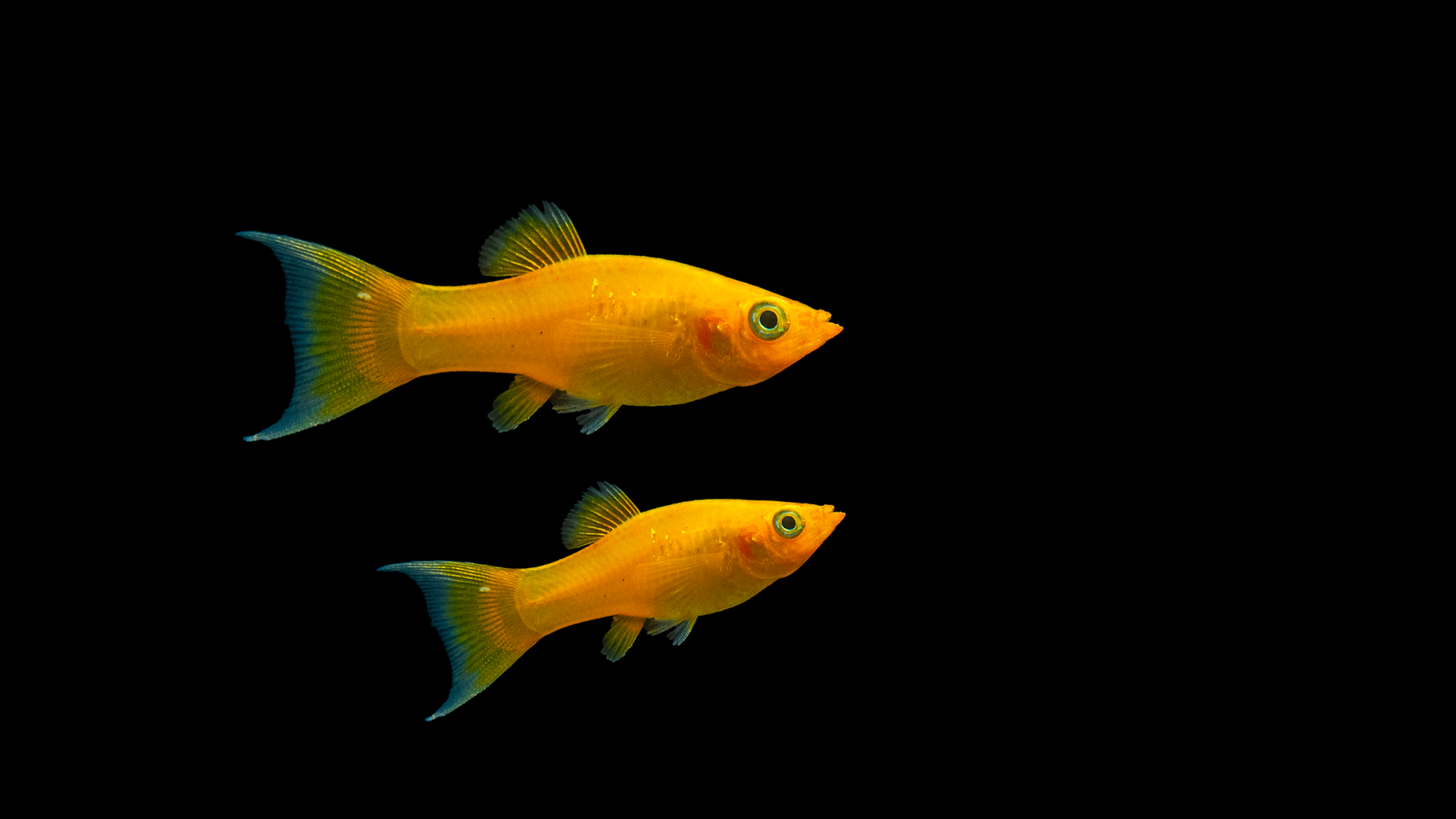 Gold Molly Lyratail – Poecilia sphenops im Aquarium