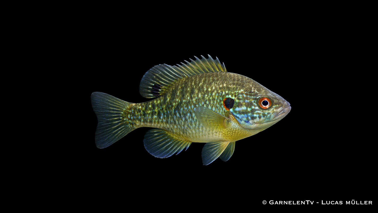 Grüner Sonnenbarsch Lepomis cyanellus 8 bis 12 cm Teichfisch mit Zeichnung