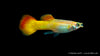 Guppy Männchen Flame - Poecilia reticulata