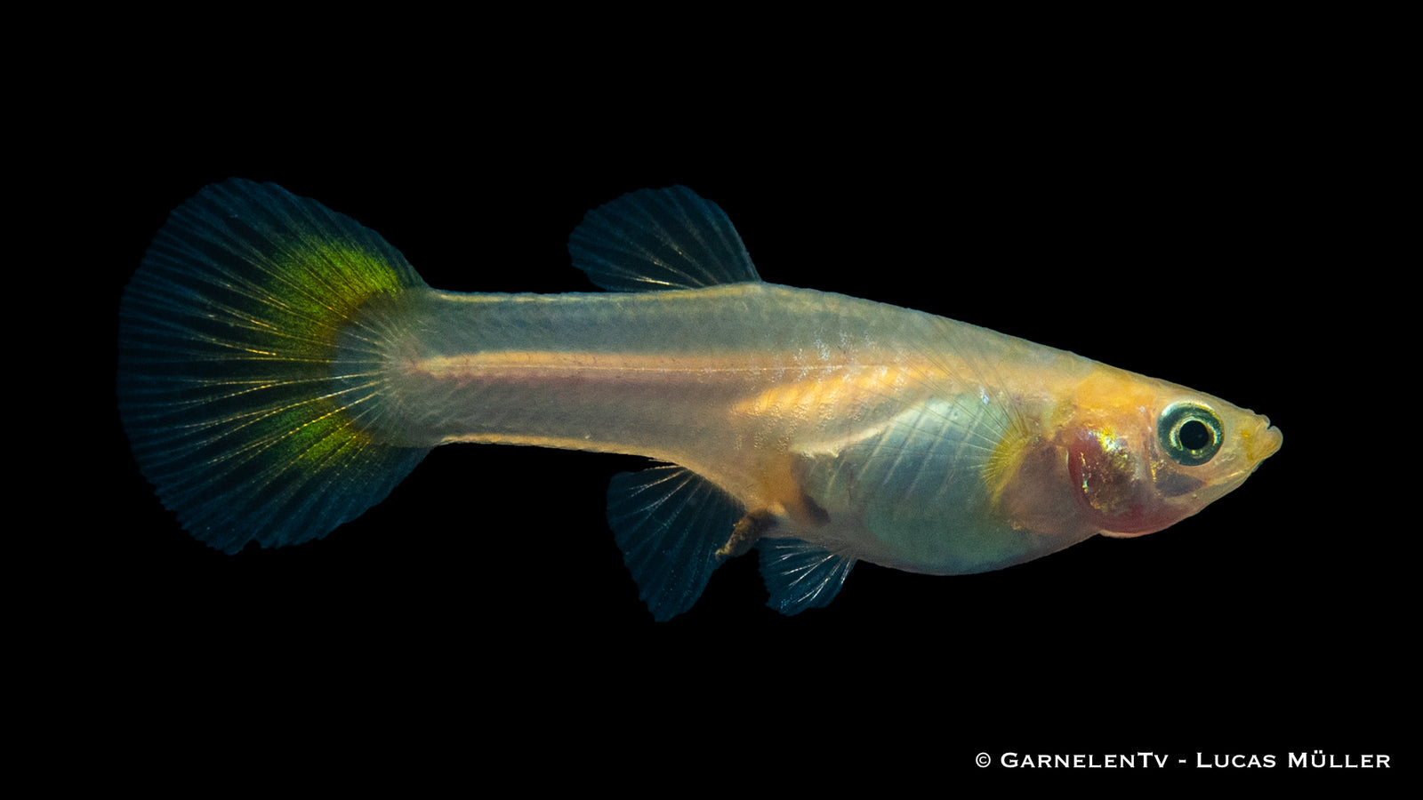 Weiblicher Guppy Mix – Poecilia reticulata im Aquarium