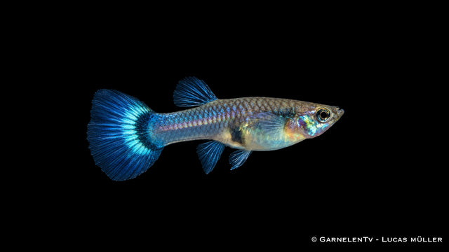 Guppy Weibchen Blau - Poecilia reticulata