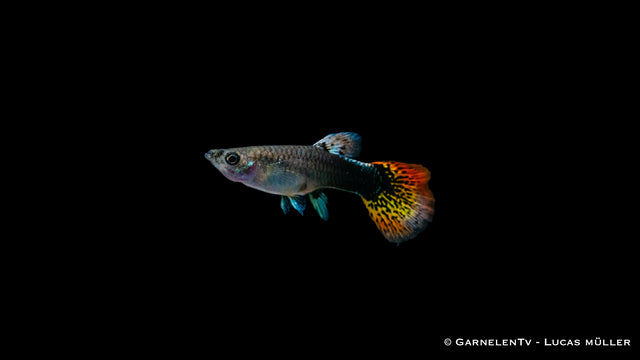 Guppy weiblich multicolor im Aquarium