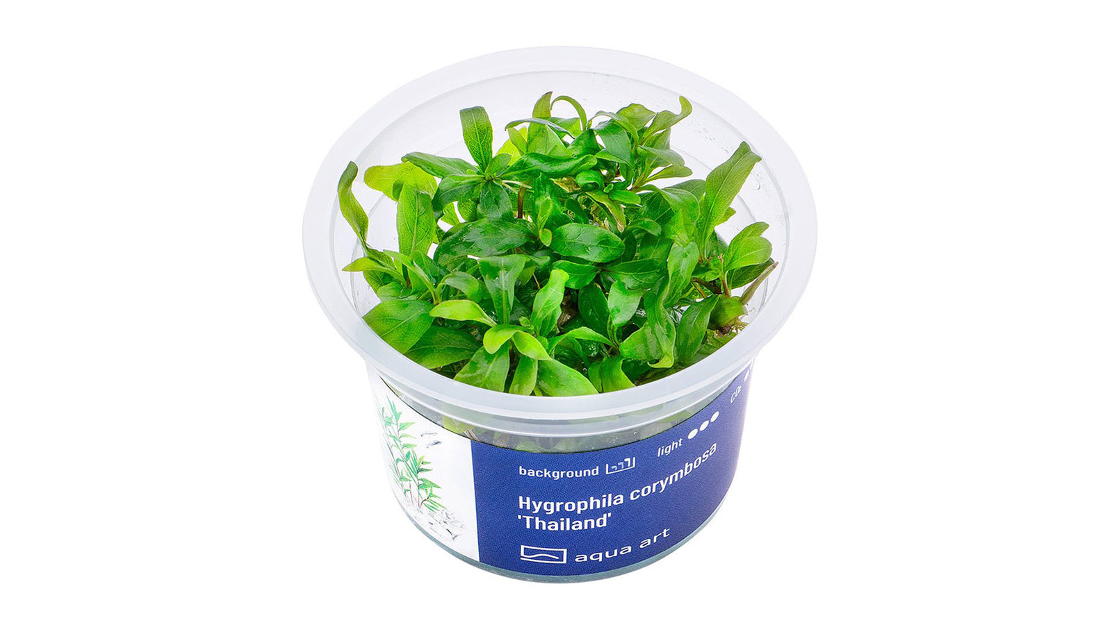 Hygrophila corymbosa 'Thailand' - InVitro