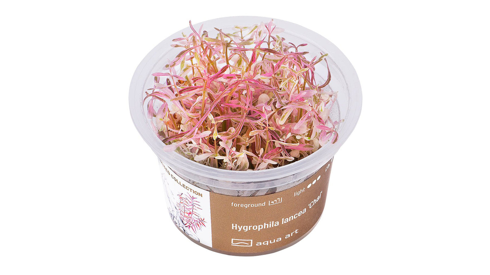 Hygrophila lancea 'Chai' - InVitro