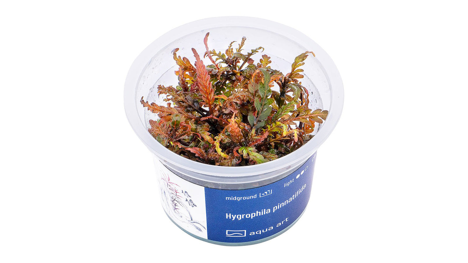 Hygrophila pinnatifida - InVitro
