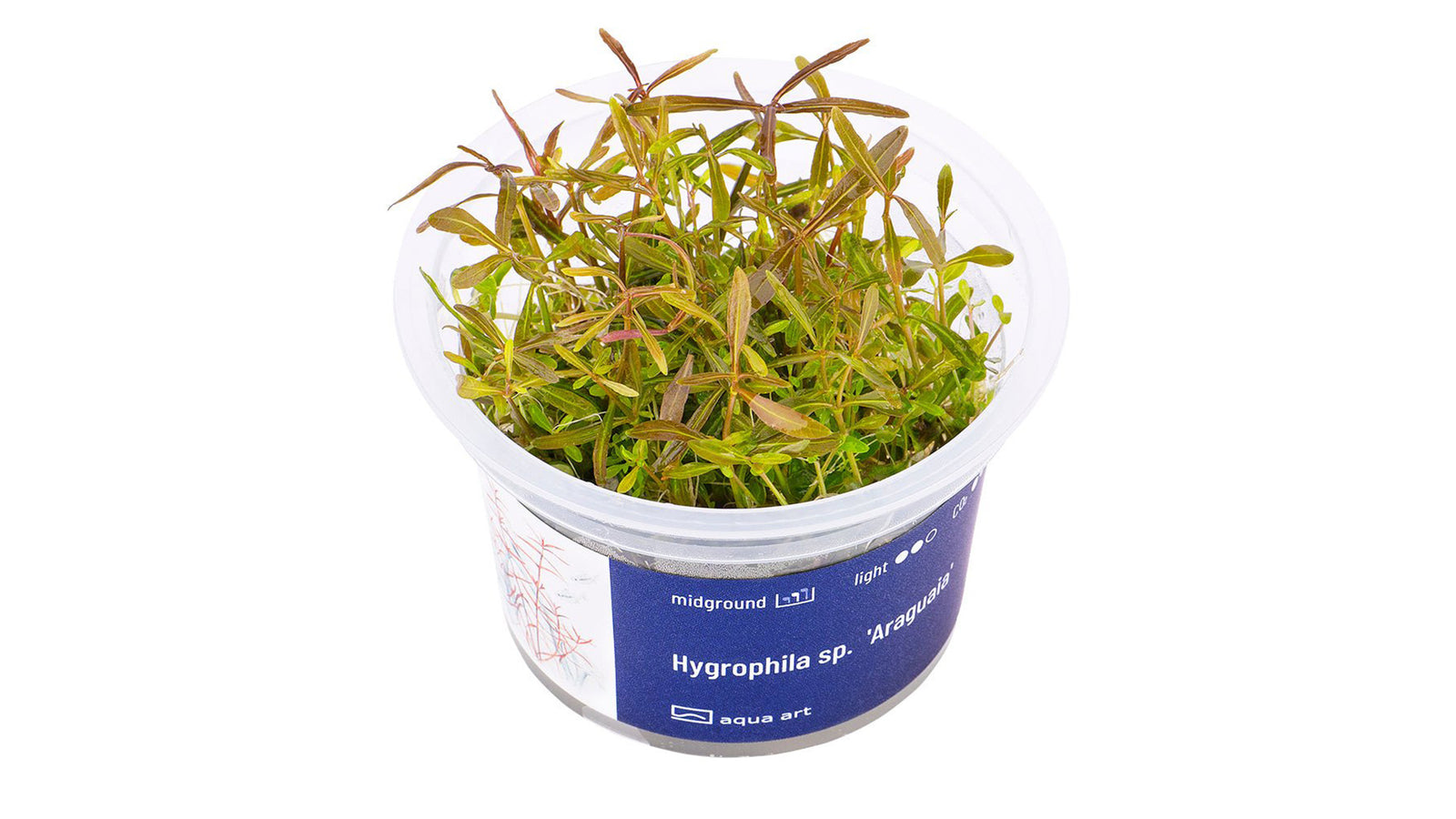 Hygrophila sp. 'Araguaia' - InVitro