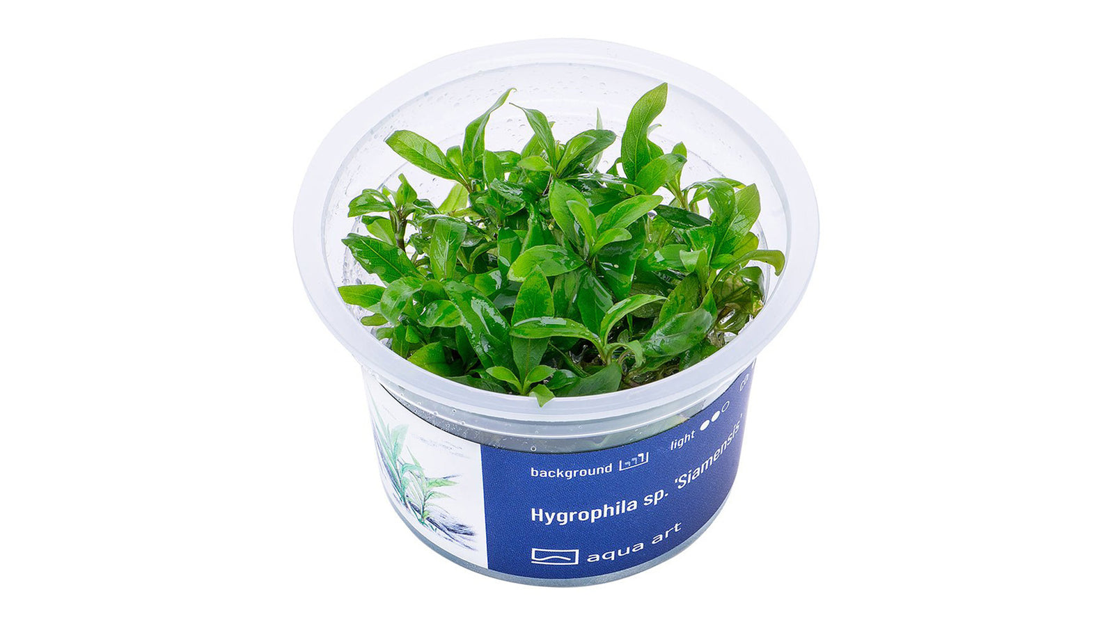 Hygrophila sp. 'Siamensis' - InVitro