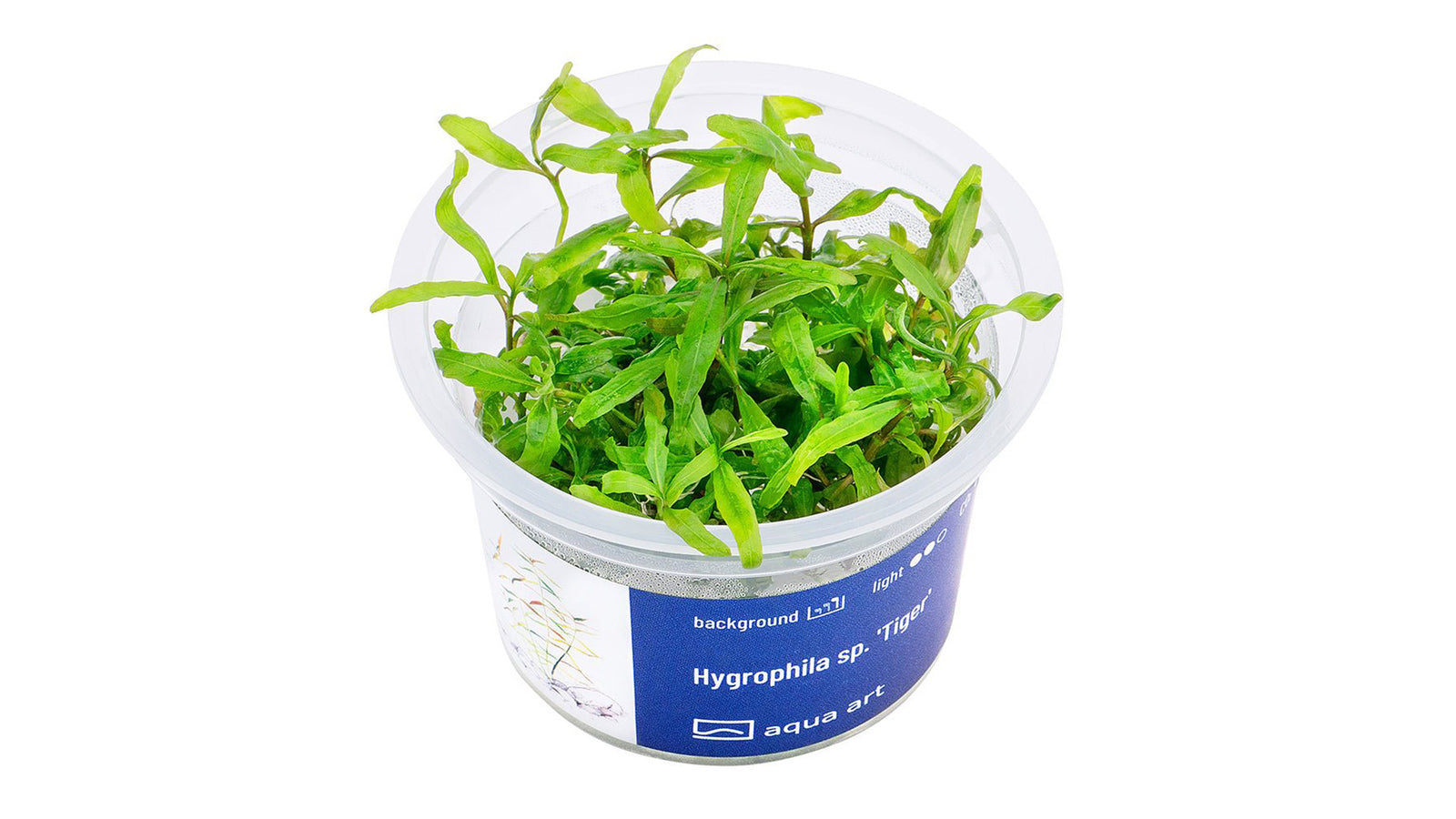 Hygrophila sp. 'Tiger' - InVitro