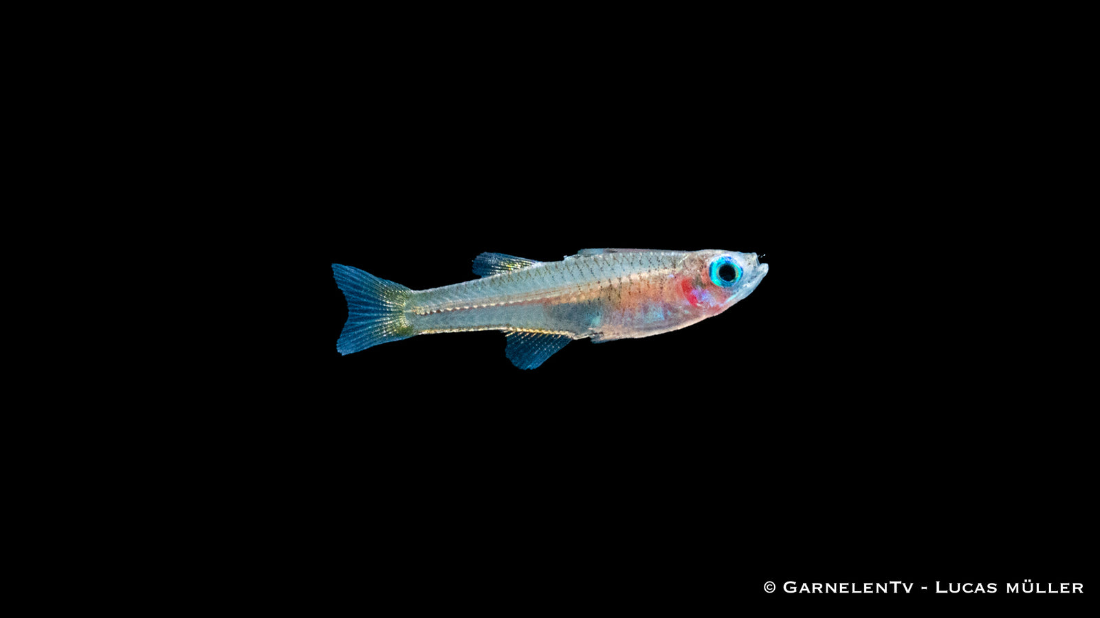 Ivantsoffs Blauauge Pseudomugil ivantsoffi im Aquarium