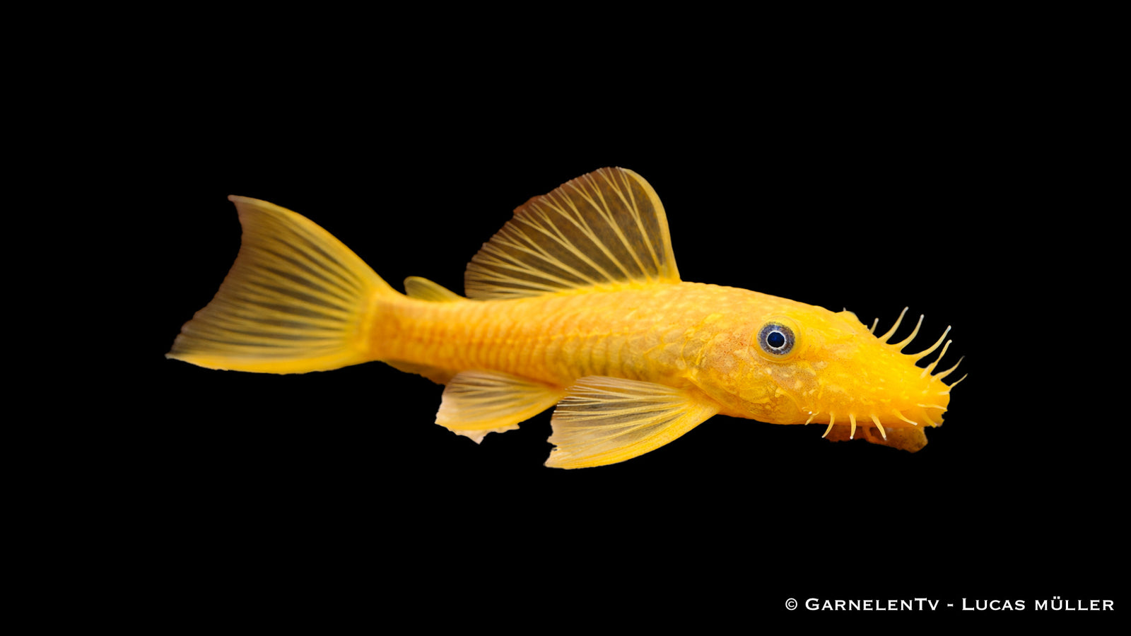 L 144 goldener Antennenwels - Ancistrus spec.