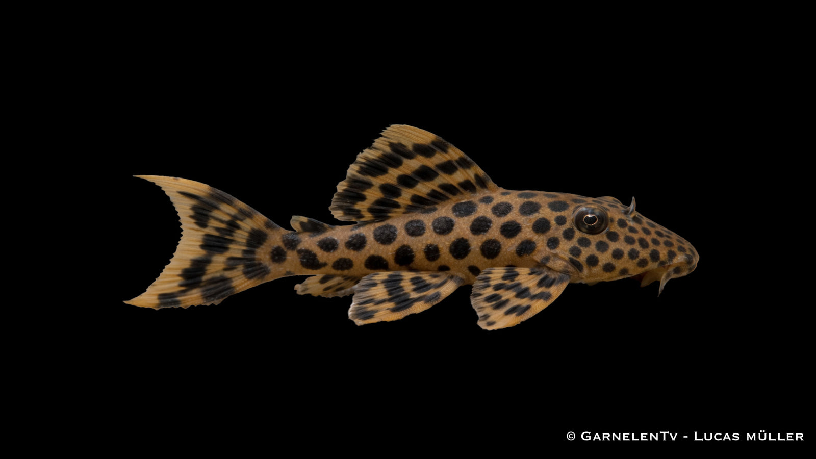 L124 Leopard Trugschilderwels - Ancistomus cf. sabaji