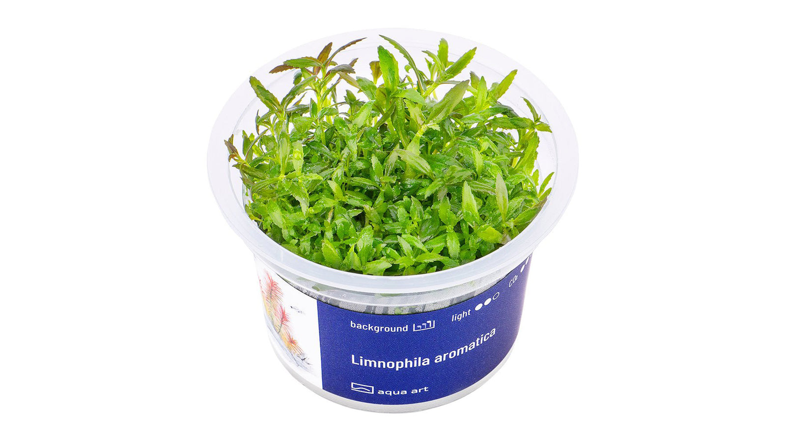 Limnophila aromatica - InVitro