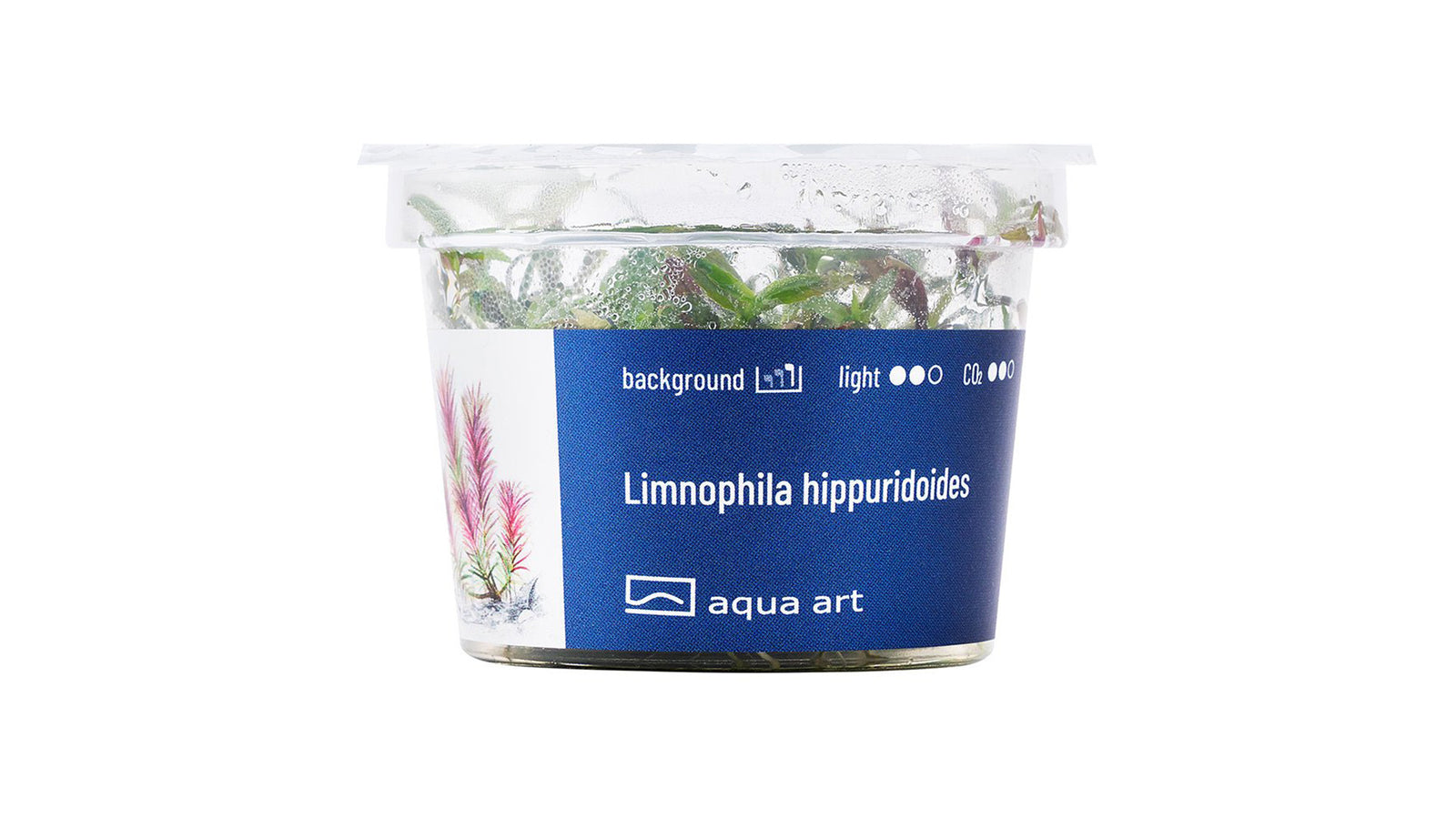 Limnophila hippuridoides - InVitro