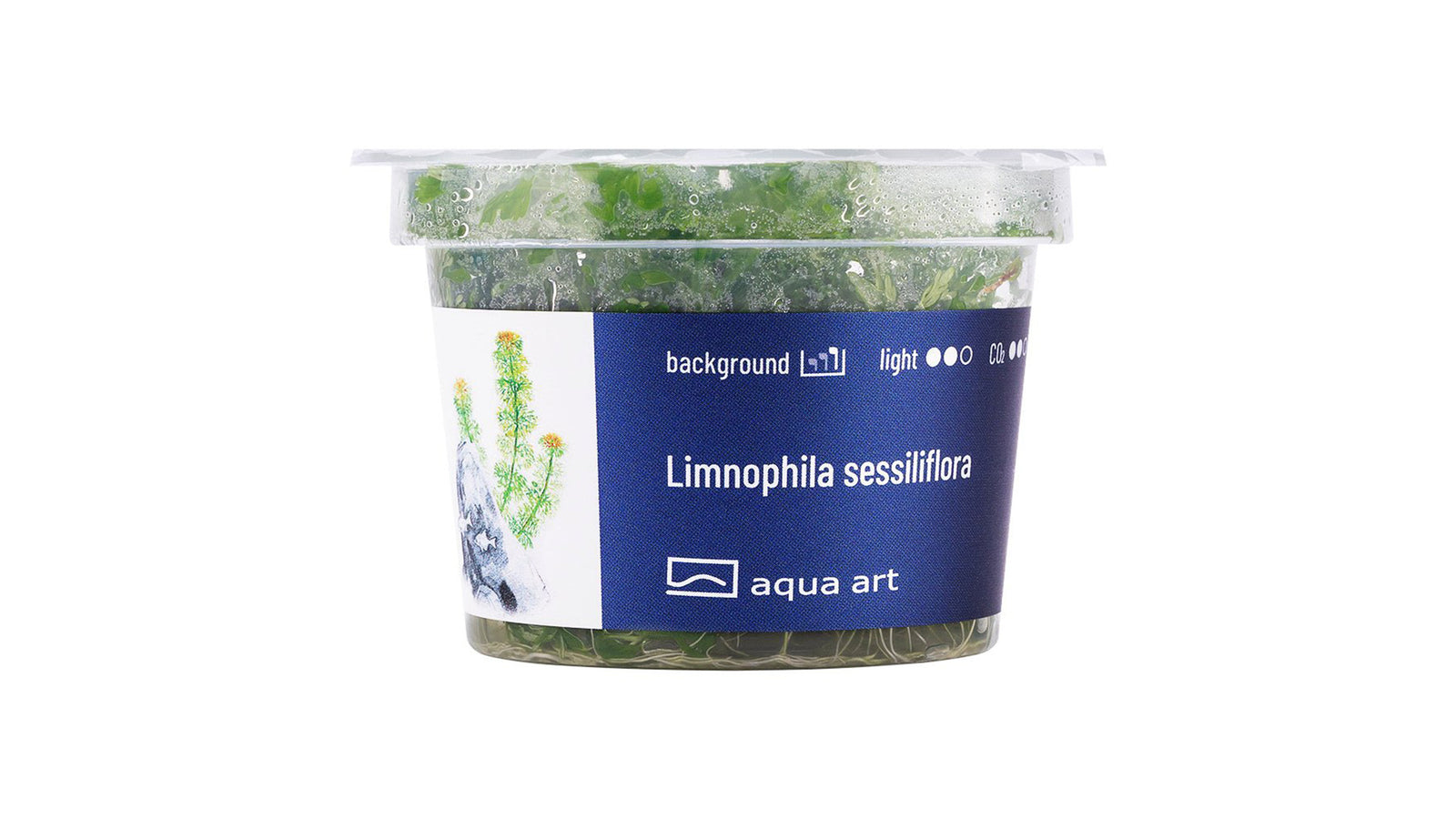 Limnophila sessiliflora - InVitro
