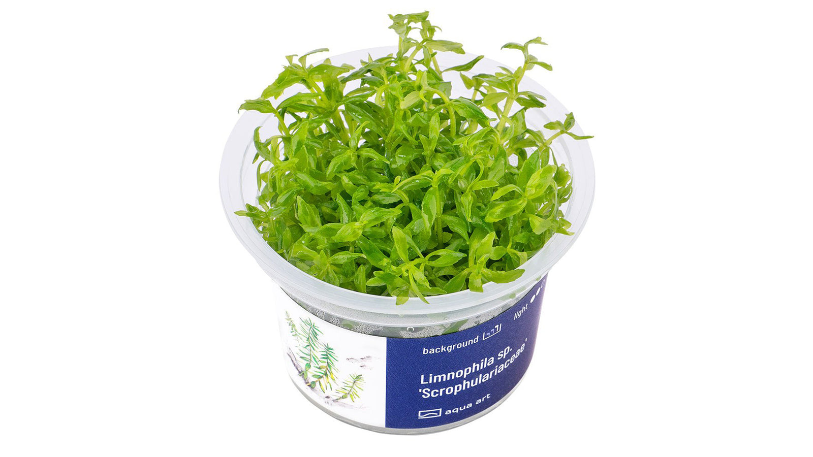 Limnophila sp. 'Scrophulariaceae' - InVitro