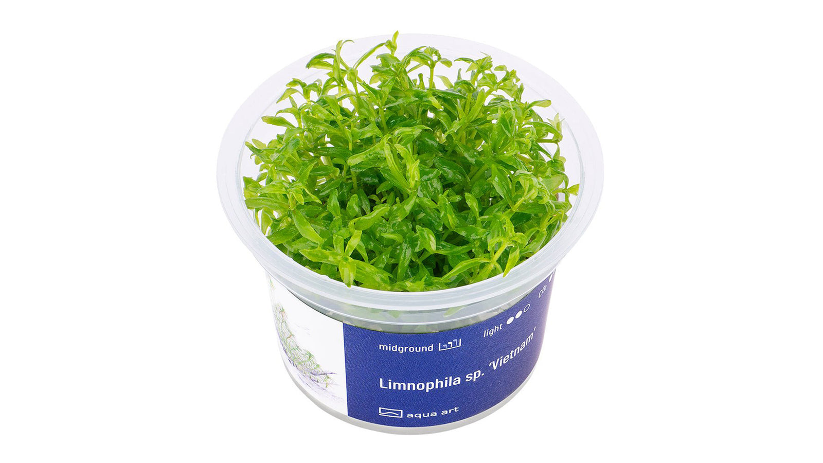 Limnophila sp. ’Vietnam’ - InVitro