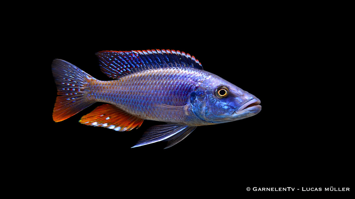 Messerbuntbarsch - Dimidiochromis compressiceps