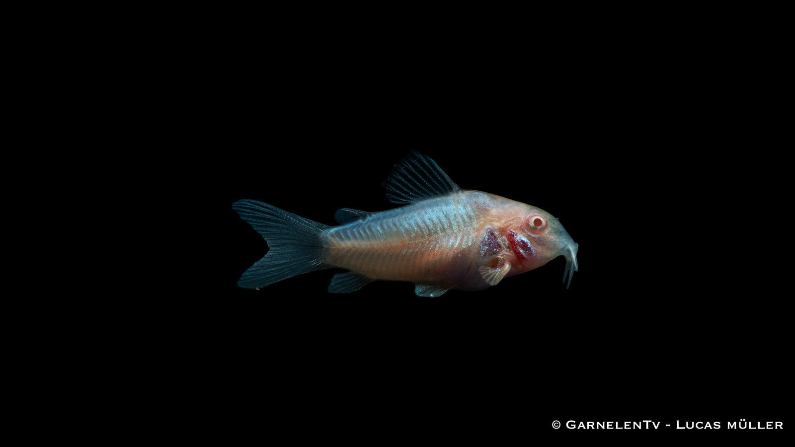Albino-Metallpanzerwels Corydoras aeneus albino im Aquarium