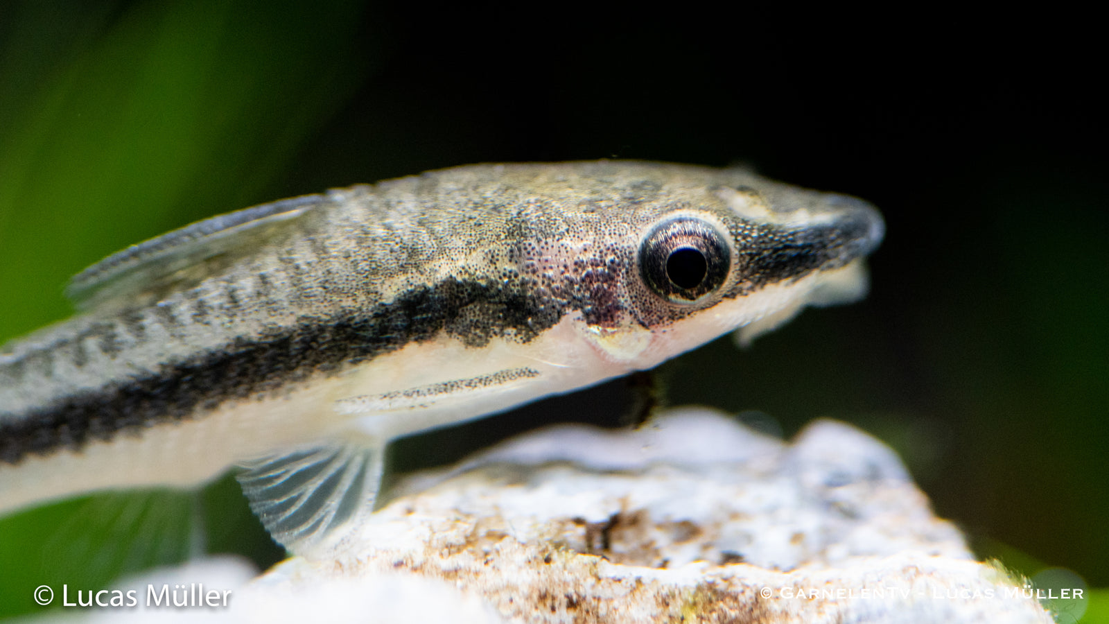 Otocinclus Wels bei der Algenaufnahme