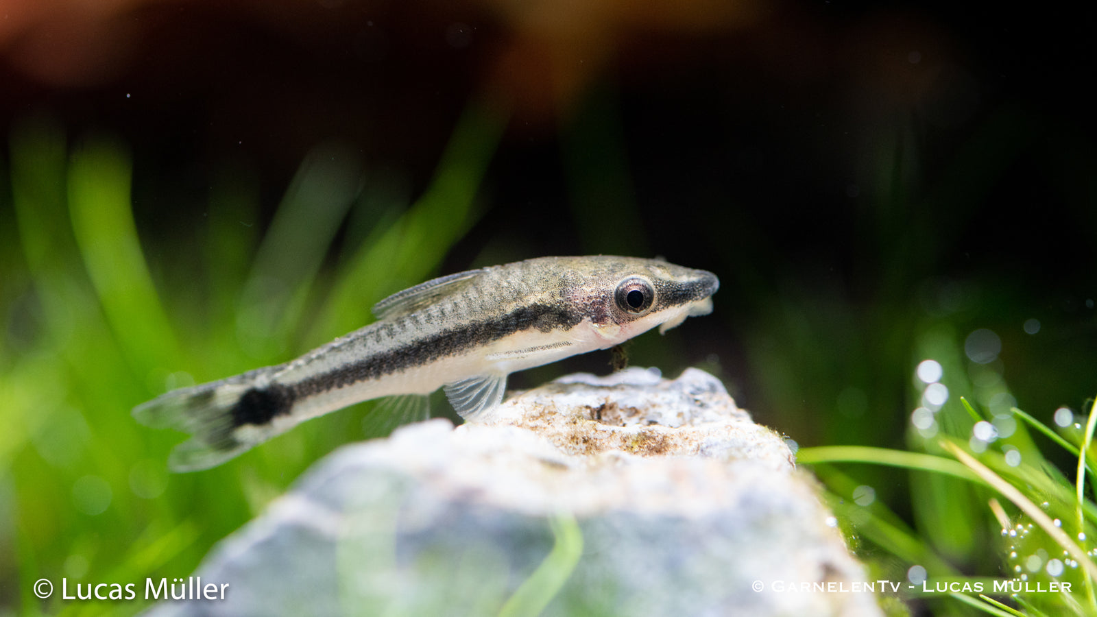 Otocinclus Wels bei der Algenaufnahme