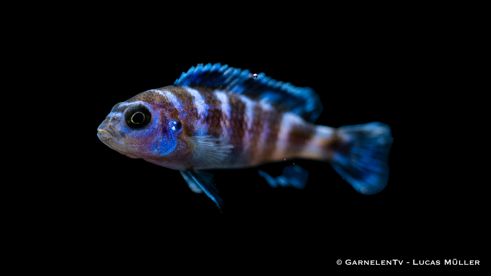 Demasons Maulbrüter – Pseudotropheus demasoni im Aquarium